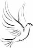 image of a white dove